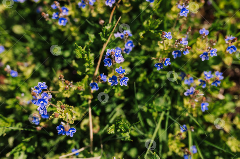 Скачать цветы незабудки (myosotis sylvatica). первые ярко-синие цветущие маленькие полевые цветы в полном расцвете в саду или поле. дикое садоводство, приусадебный участок. темный весенний пейзаж аутентичности фотосток Ozero