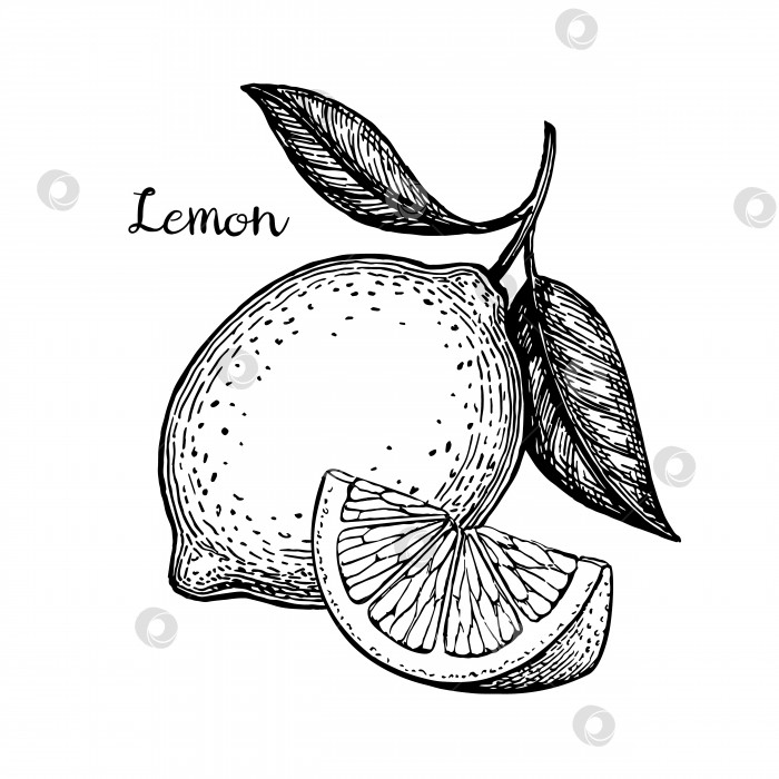 Скачать Векторная иллюстрация лимона фотосток Ozero