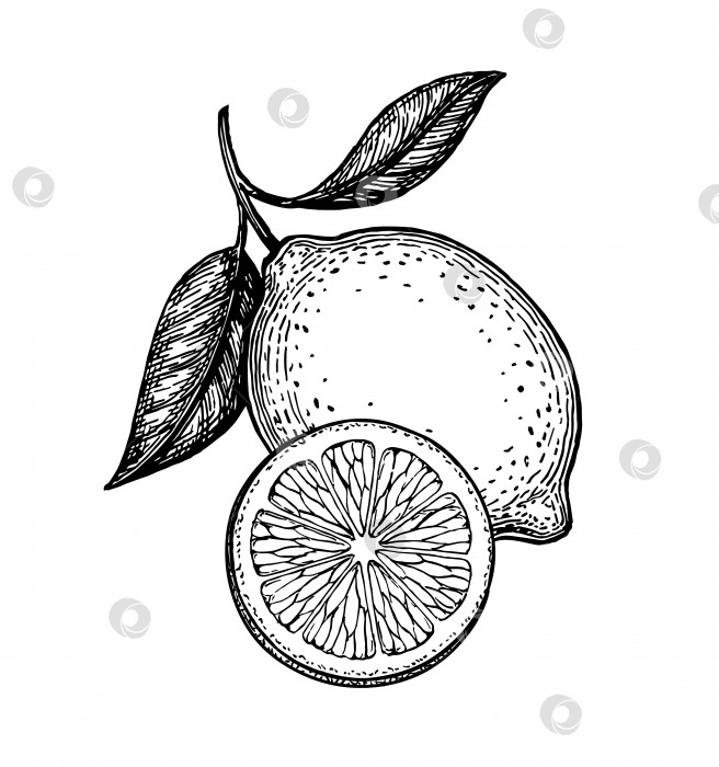 Скачать Векторная иллюстрация лимона фотосток Ozero