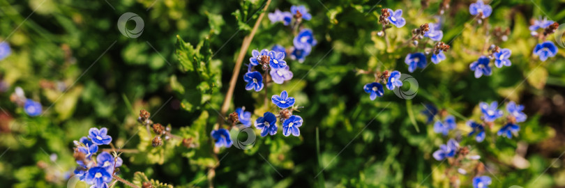 Скачать цветы незабудки (myosotis sylvatica). первые ярко-синие цветущие маленькие полевые цветы в полном расцвете в саду или поле. дикое садоводство, приусадебный участок. темный весенний пейзаж аутентичности фотосток Ozero