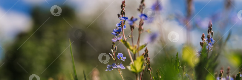 Скачать цветы незабудки (myosotis sylvatica). первые ярко-синие цветущие маленькие полевые цветы в полном расцвете в саду или поле. дикое садоводство, приусадебный участок. темный весенний пейзаж аутентичности фотосток Ozero