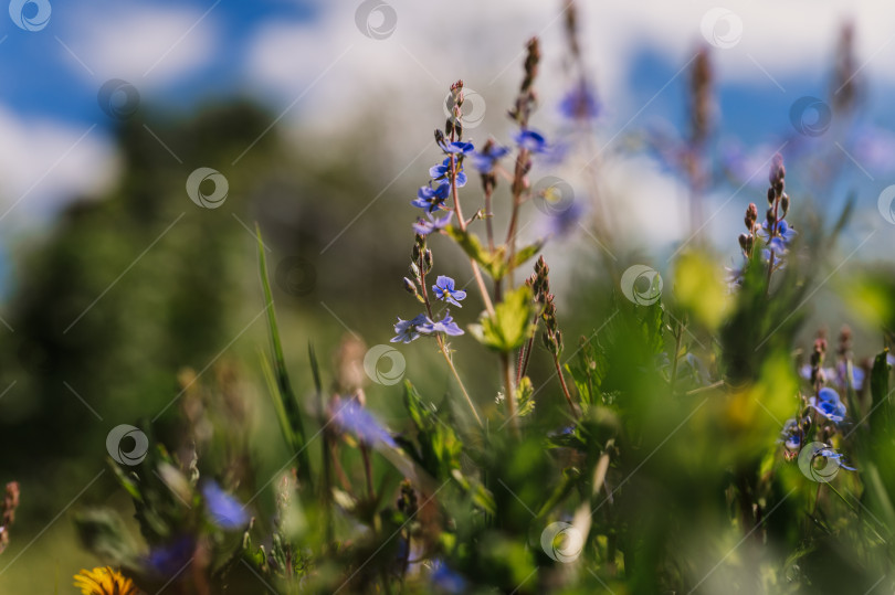 Скачать цветы незабудки (myosotis sylvatica). первые ярко-синие цветущие маленькие полевые цветы в полном расцвете в саду или поле. дикое садоводство, приусадебный участок. темный весенний пейзаж аутентичности фотосток Ozero