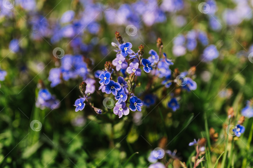 Скачать цветы незабудки (myosotis sylvatica). первые ярко-синие цветущие маленькие полевые цветы в полном расцвете в саду или поле. дикое садоводство, приусадебный участок. темный весенний пейзаж аутентичности фотосток Ozero