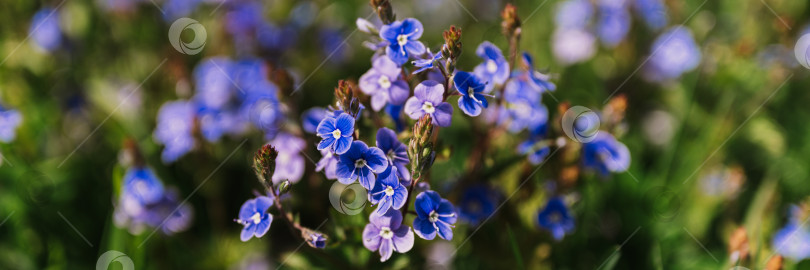 Скачать цветы незабудки (myosotis sylvatica). первые ярко-синие цветущие маленькие полевые цветы в полном расцвете в саду или поле. дикое садоводство, приусадебный участок. темный весенний пейзаж аутентичности фотосток Ozero