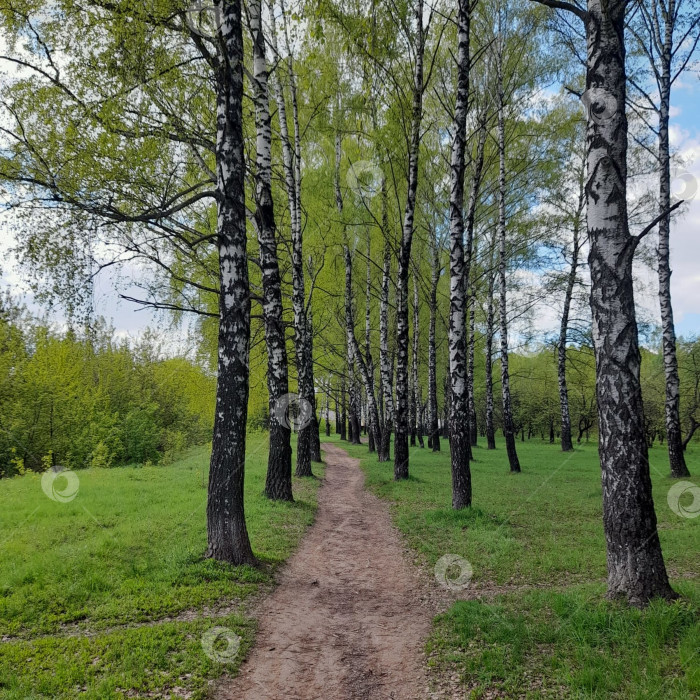 Скачать Весенний лес фотосток Ozero