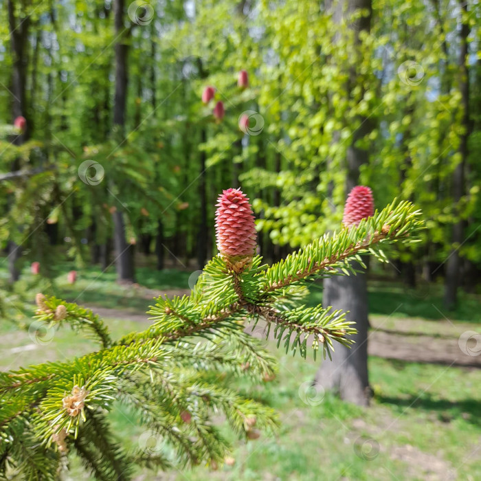 Скачать Ветвь ели с молодыми шишками. фотосток Ozero