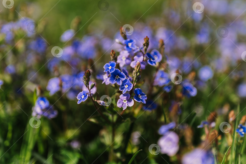 Скачать цветы незабудки (myosotis sylvatica). первые ярко-синие цветущие маленькие полевые цветы в полном расцвете в саду или поле. дикое садоводство, приусадебный участок. темный весенний пейзаж аутентичности фотосток Ozero