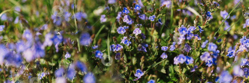 Скачать цветы незабудки (myosotis sylvatica). первые ярко-синие цветущие маленькие полевые цветы в полном расцвете в саду или поле. дикое садоводство, приусадебный участок. темный весенний пейзаж аутентичности фотосток Ozero