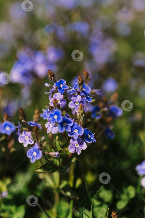 Скачать цветы незабудки (myosotis sylvatica). первые ярко-синие цветущие маленькие полевые цветы в полном расцвете в саду или поле. дикое садоводство, приусадебный участок. темный весенний пейзаж аутентичности фотосток Ozero