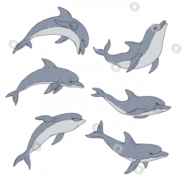 Скачать Набор дельфинов. Прыгающее игривое водное животное контурная линия каракули векторная иллюстрация. фотосток Ozero