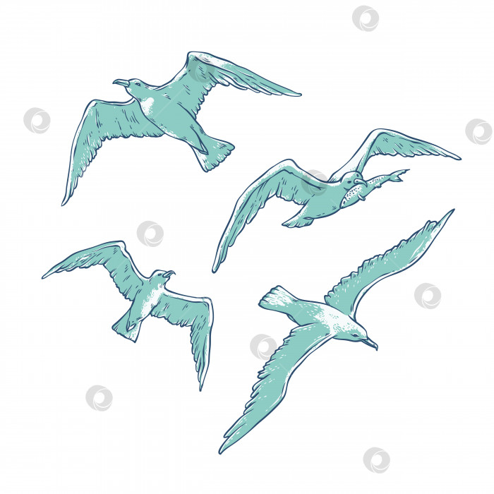 Скачать Векторный набор летящих чаек. Монохромный эскизный набросок птицы чайки-рыболова, выделенный на белом фоне для оформления логотипов туристических карточек на морскую тематику. фотосток Ozero