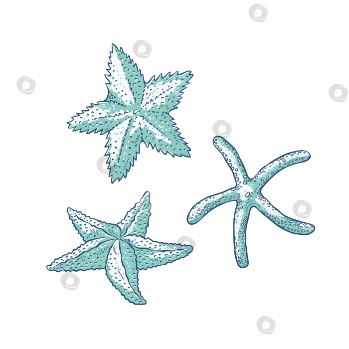 Скачать Векторный набор морских звезд. Три вида монохромной иллюстрации эскиза контура морской звезды, выделенной на белом фоне, для оформления логотипов туристических карточек на морскую тематику. фотосток Ozero