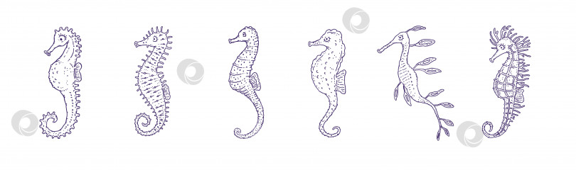 Скачать Установите морских коньков разных форм. Векторные каракули океанских животных подводной жизни с изолированными иллюстрациями. фотосток Ozero