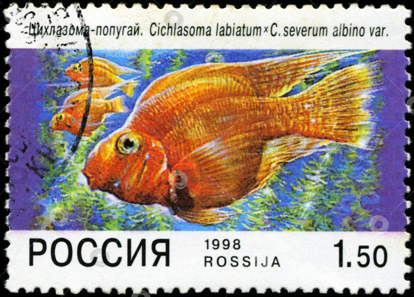 Скачать РОССИЯ - ОКОЛО 1998 года: На почтовой марке, напечатанной в России, изображена рыба. Около 1998 года фотосток Ozero