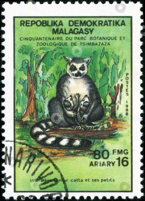 Скачать РЕПУЛЛИКА МАЛАГАСИЙСКАЯ - ОКОЛО 1988 года: На марке, напечатанной на малагасийском языке (Мадагаскар), изображен кольцехвостый лемур с детенышами - Лемур Катта, около 1988 года фотосток Ozero