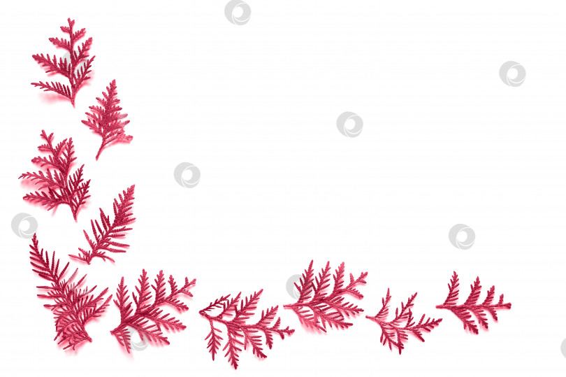 Скачать рамка из веточек туи, выделенных на розовом фоне. концепция рождественской открытки. макет и место для текста. окрашен в viva magenta, трендовый цвет 2023 года фотосток Ozero
