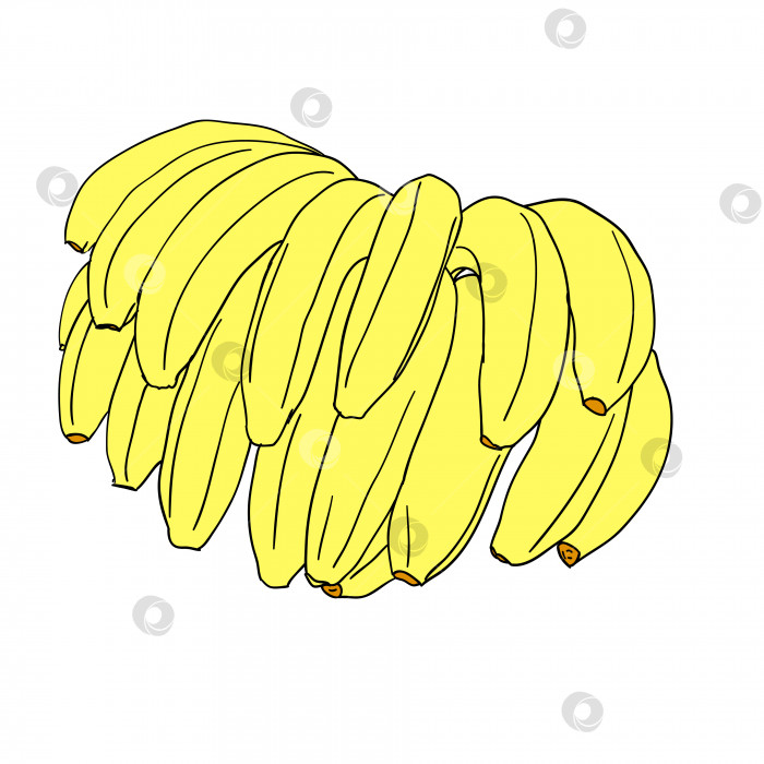 Скачать Векторные стилизованные бананы фотосток Ozero