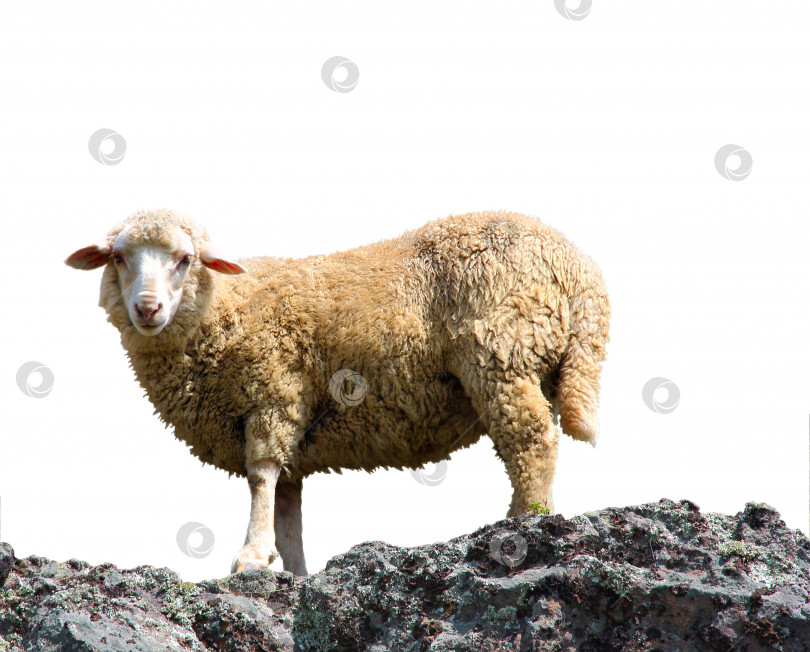 Скачать Овца ест траву на красивой горе фотосток Ozero