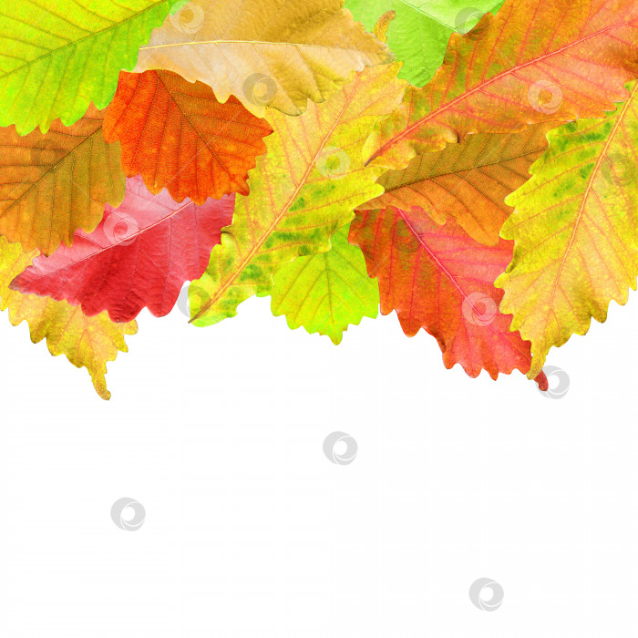 Скачать Осенние листья обрамляют ваш текст белым цветом фотосток Ozero