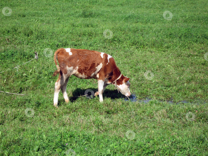Скачать Голштинский теленок пасется на зеленом поле фотосток Ozero
