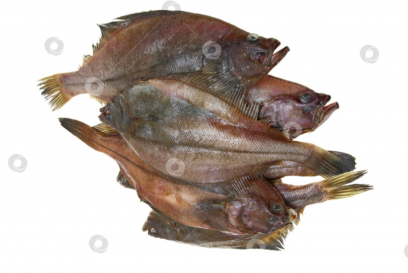 Скачать Четыре свежие рыбы камбалы фотосток Ozero