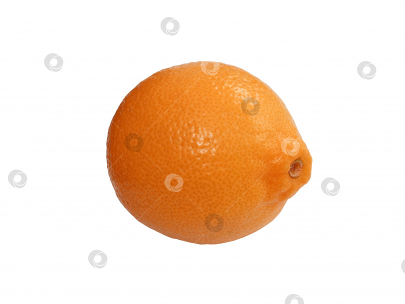 Скачать Свежий спелый апельсин. Изолированный на белом фоне фотосток Ozero
