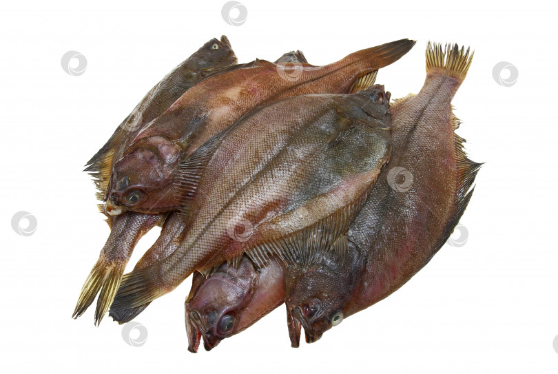 Скачать Четыре свежие рыбы камбалы фотосток Ozero