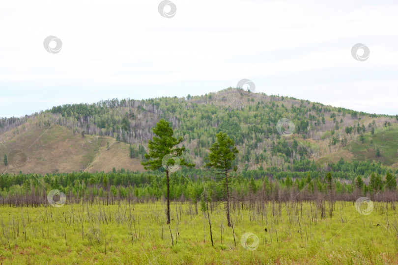Скачать красивый зеленый горный пейзаж фотосток Ozero