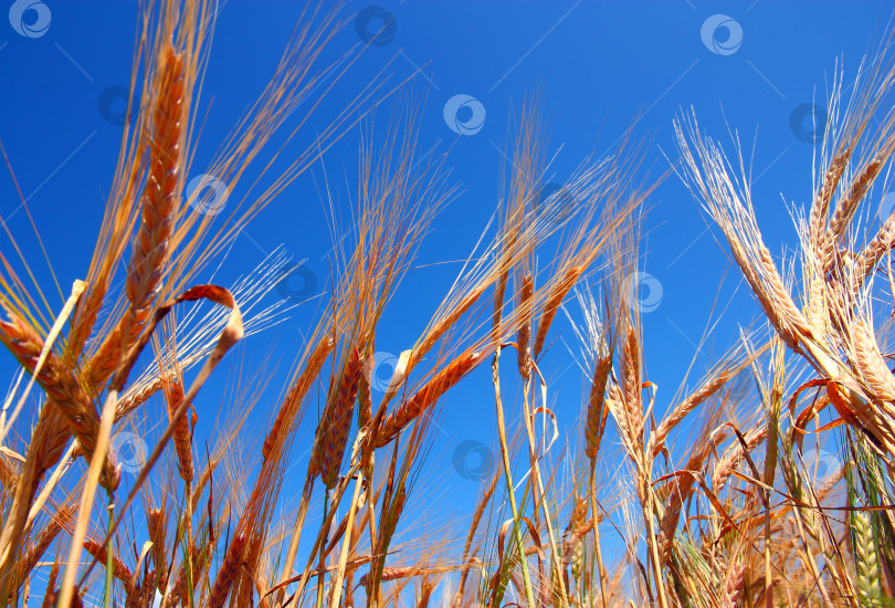 Скачать золотые колосья пшеницы под глубоким синим небом фотосток Ozero