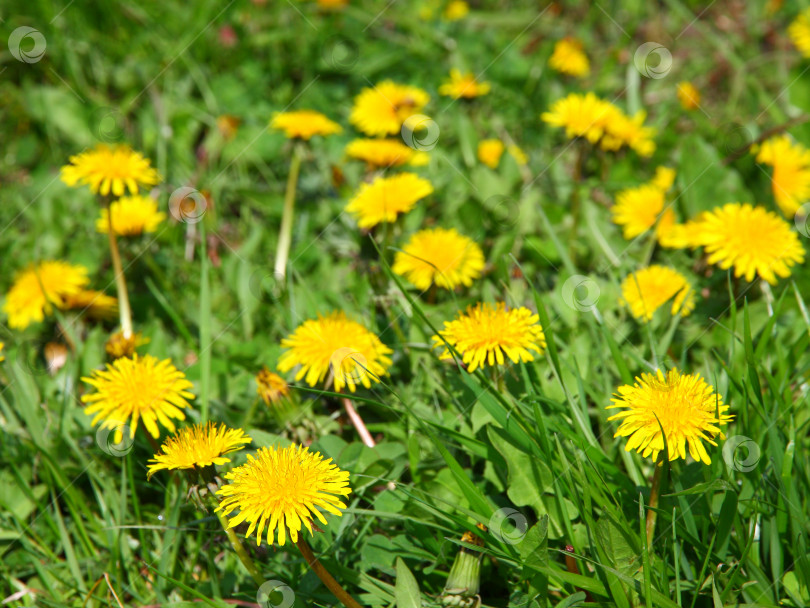 Скачать Крупный план множества цветов одуванчика на поле фотосток Ozero