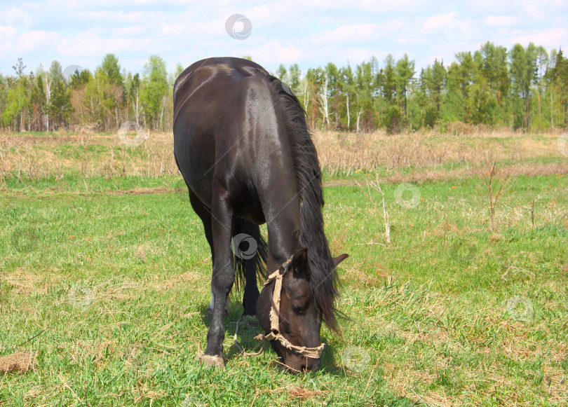 Скачать черный конь фотосток Ozero