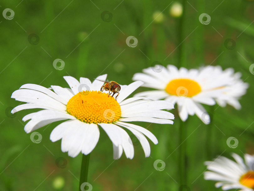 Скачать Красивое поле маргариток и пчел весной фотосток Ozero