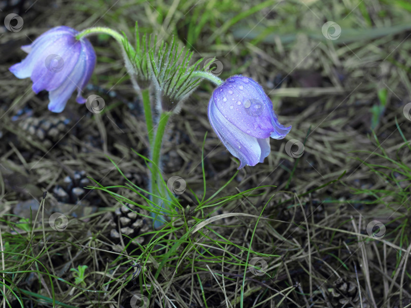 Скачать Весенние пурпурные цветы Pulsatilla violacea фотосток Ozero