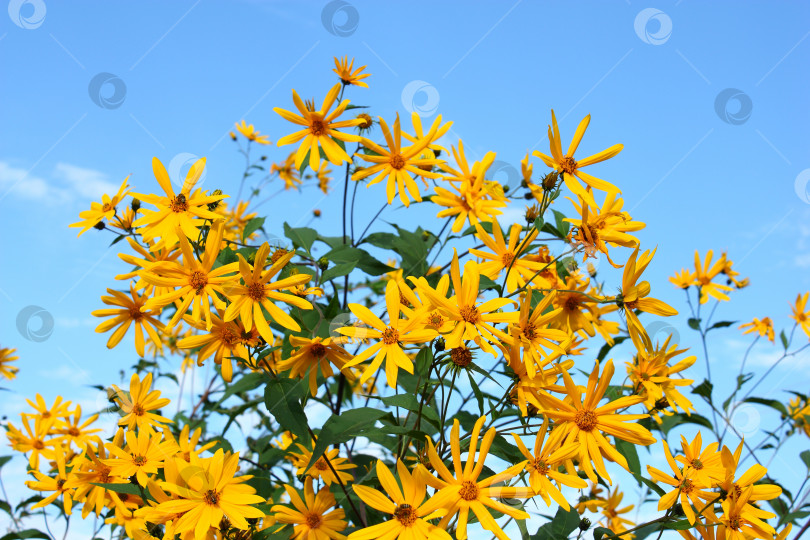 Скачать Желтые цветы фотосток Ozero