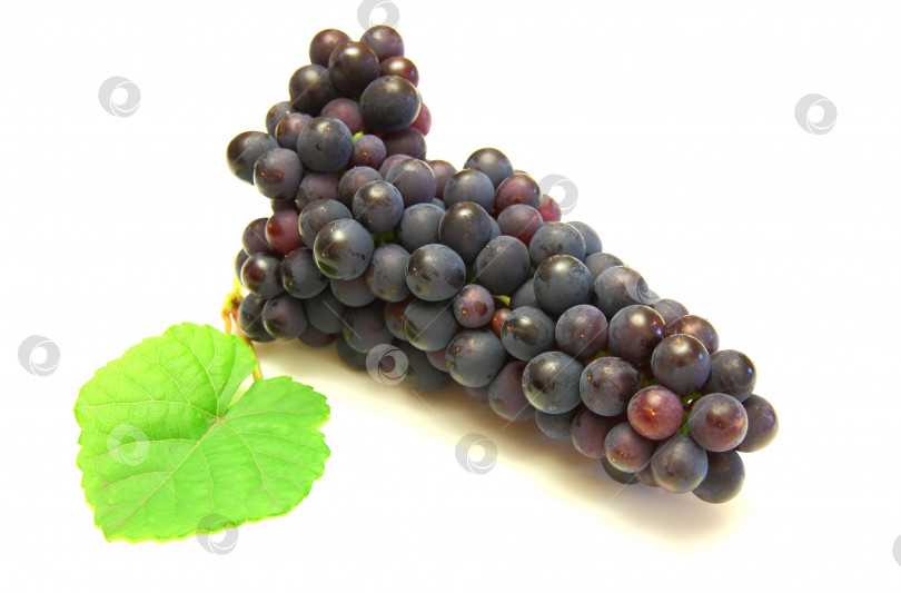 Скачать Синий виноград с зеленым листом, выделенный на белом фоне фотосток Ozero