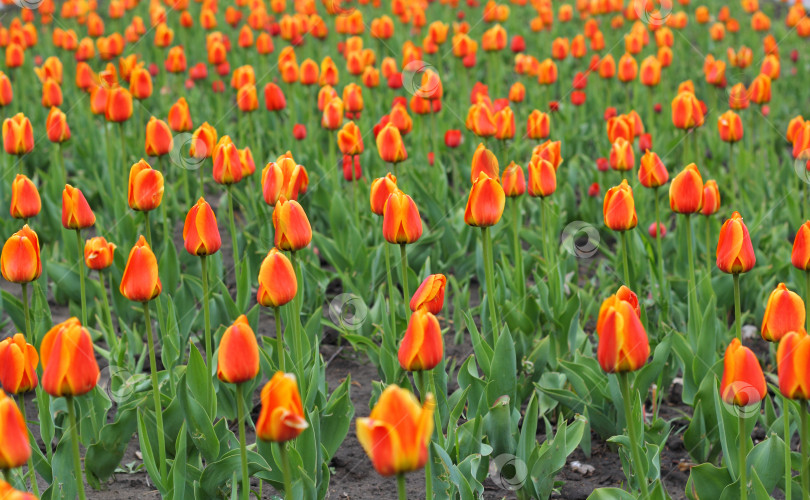 Скачать Красивое поле красных тюльпанов весной фотосток Ozero