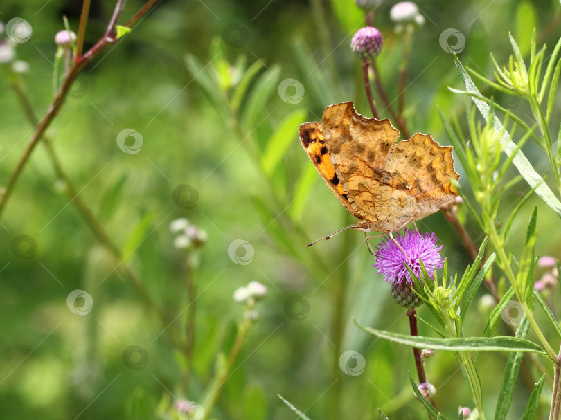 Скачать Бабочка-монарх на розовом цветке на зеленом листе фотосток Ozero