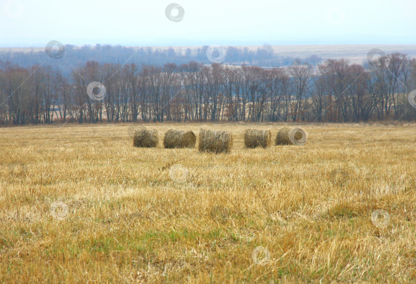 Скачать Рулоны свежего сена фотосток Ozero