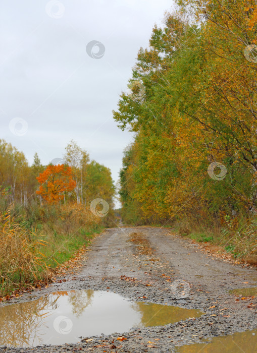 Скачать Осенний пейзаж и грунтовая дорога с лужей после дождя фотосток Ozero