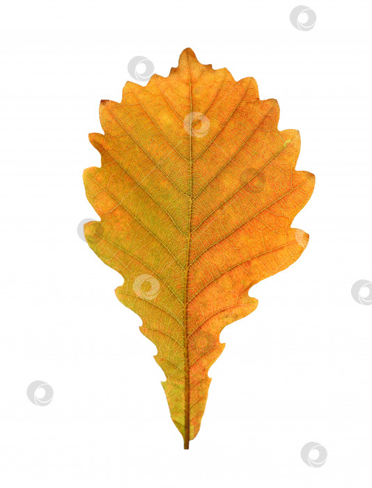 Скачать Крупный план осеннего дубового листа на белом фоне фотосток Ozero