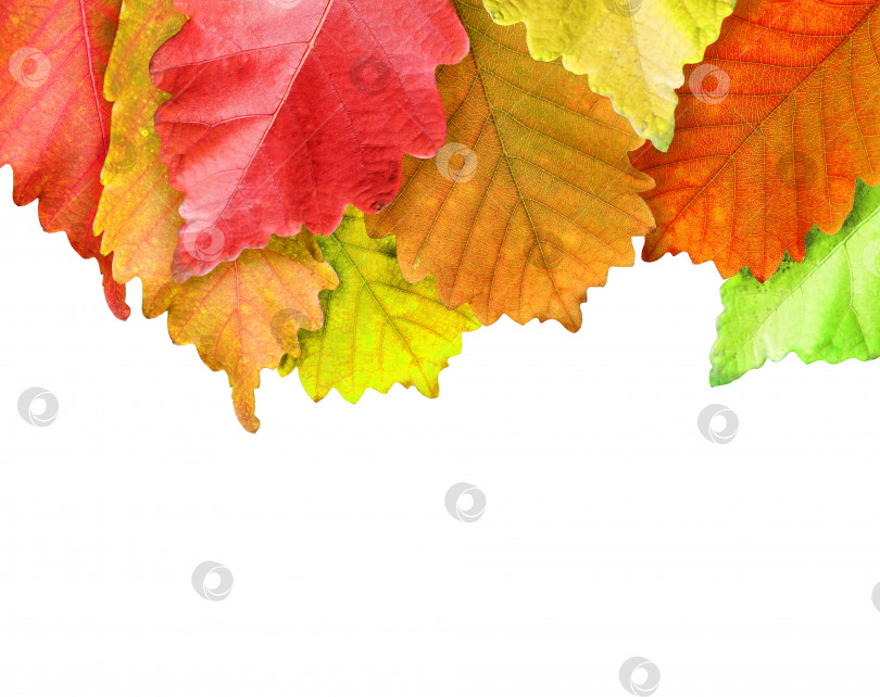 Скачать Осенние листья обрамляют ваш текст белым цветом фотосток Ozero