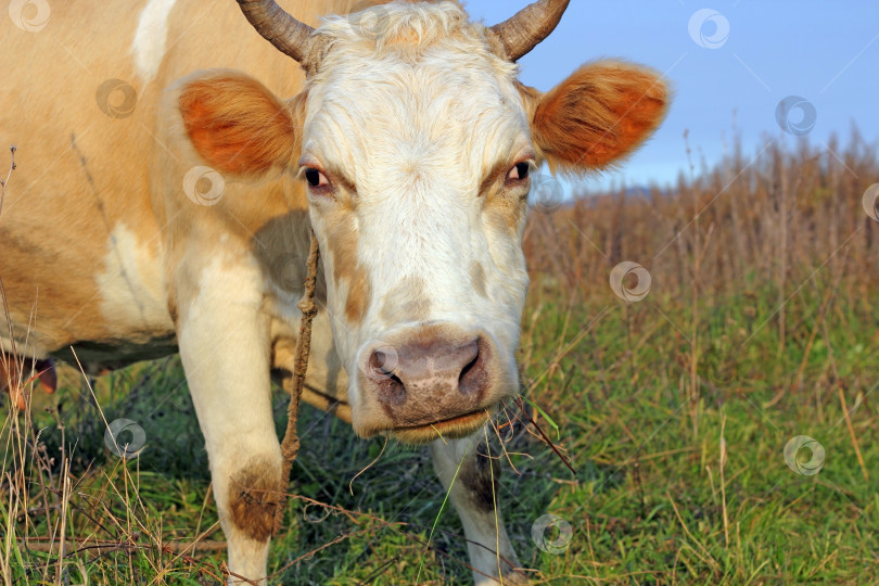 Скачать корова на пастбище со свежей травой фотосток Ozero
