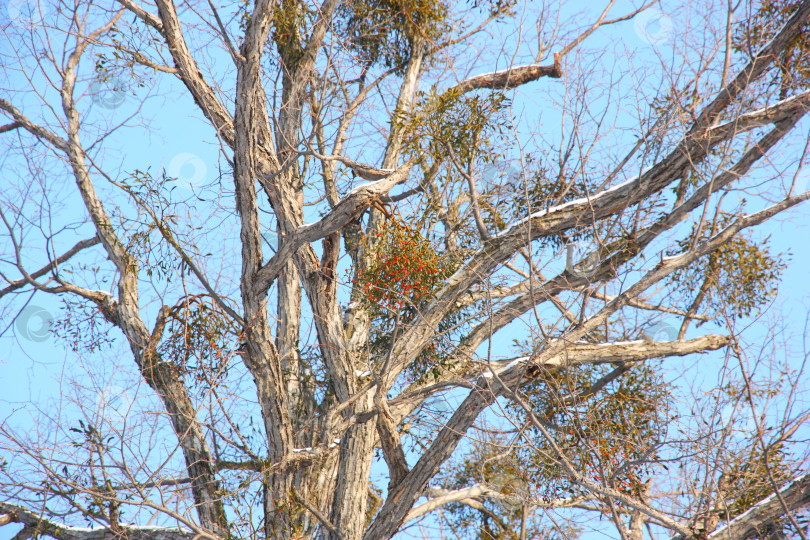 Скачать дерево с ягодами на ветвях зимой на фоне голубого неба фотосток Ozero