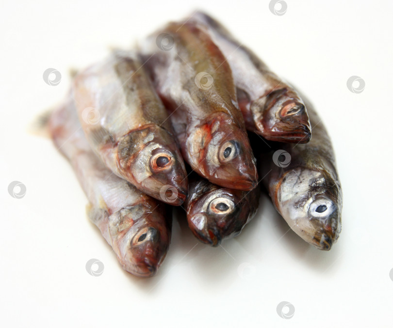 Скачать Рыба мойва, выделенная на белом фоне фотосток Ozero