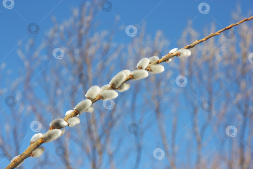 Скачать ветка ивы на фоне голубого неба фотосток Ozero
