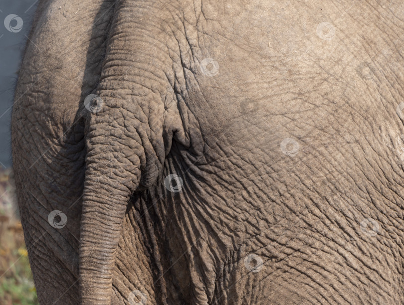 Скачать Фон хвост слоновья задница текстурированная поверхность твердой морщинистой кожи фотосток Ozero