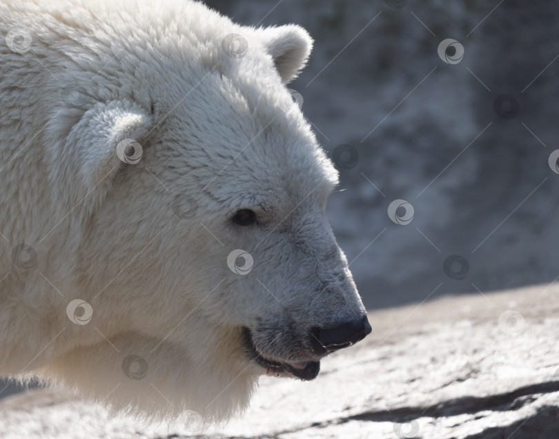 Скачать Белый медведь Ursus Maritimus в солнечный день фотосток Ozero