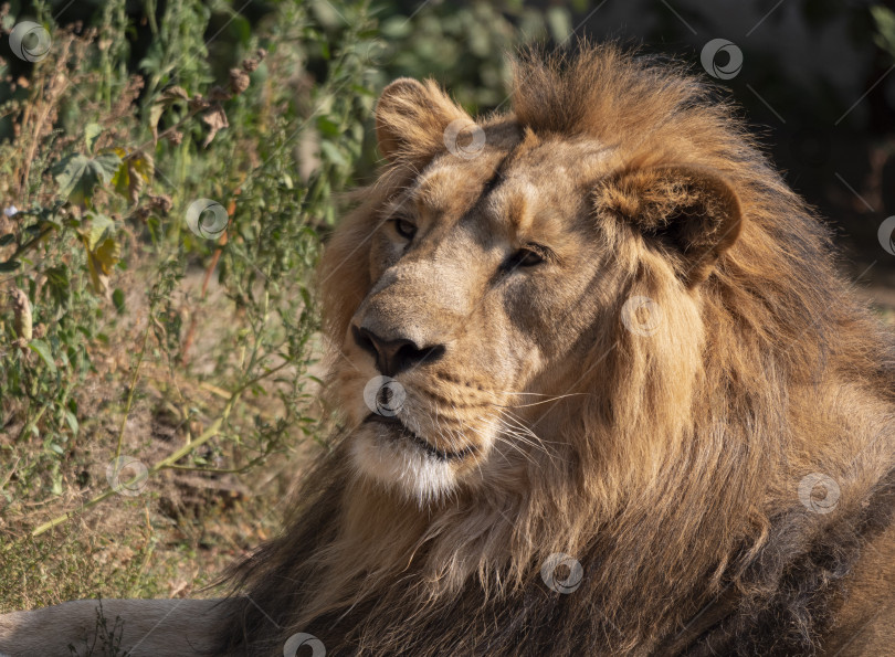 Скачать Портрет льва, греющегося на теплом солнышке после ужина фотосток Ozero