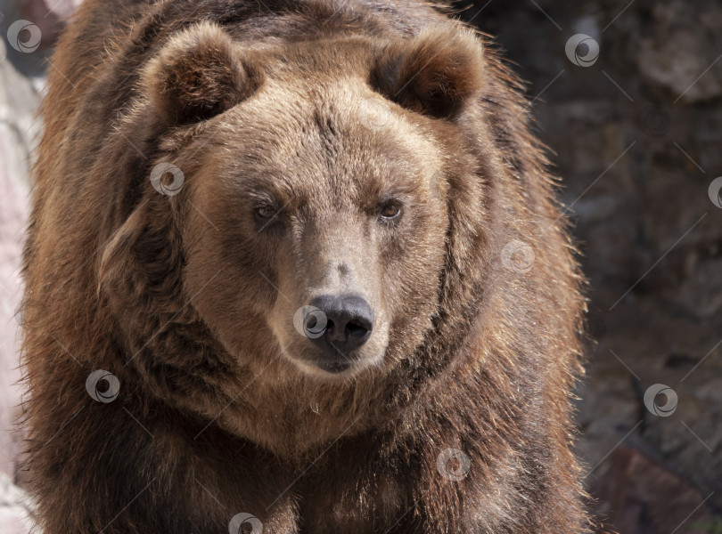 Скачать Портрет бурого медведя (Ursus arctos) на охоте фотосток Ozero