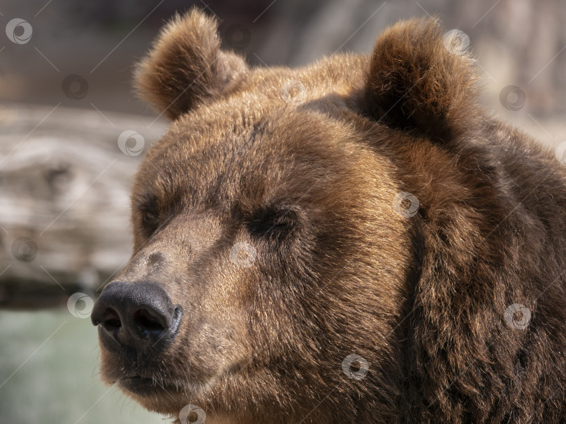 Скачать Портрет бурого медведя (Ursus arctos) на охоте фотосток Ozero